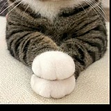 爱笑猪咪的头像