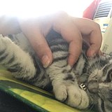 汤圆与涩会的头像