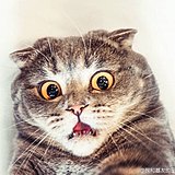 他们都好屌的头像
