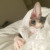 卡布达的小哪吒的头像