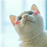 呆毛妹的头像