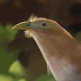 whon的头像