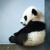 vliangyong的头像