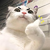 豚子子的头像