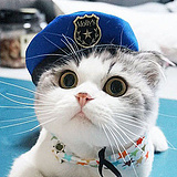 猫喵会哭的头像
