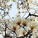 蕊蕊122的头像