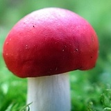 菜菜米琦的头像