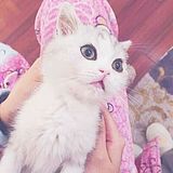 西柚seeu的头像