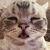 小木棉的头像