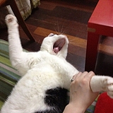 向前走的肥猫的头像