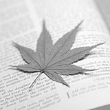壹道纸枫的头像