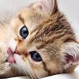 做设计的猫星人的头像
