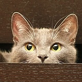 夜猫不睡觉的头像