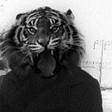 虎力大仙BadTiger的头像