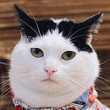 Munchkincat的头像