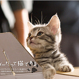 tthhtiger的头像