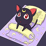 御猫神的头像