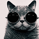丙烯猫的头像