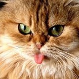 吉普赛的猫Jingle的头像