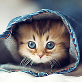 不吃腥的猫2019的头像