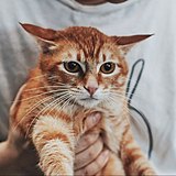 lion恒的头像