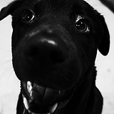 huahua456的头像