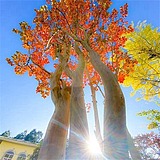 用戶頭像
