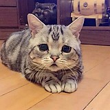 爱上长颈鹿的头像