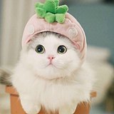 LOVSY的头像