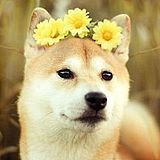 初犬丶的头像