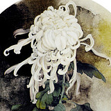 Bluesunflower的头像