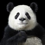 曾伏龙的头像