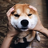 Toshirou的头像