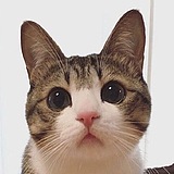 中下游的头像