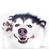 我们吃饭吧吧的头像