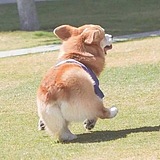跳跳嘎嘣脆的头像