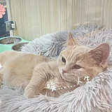 chenhuangyi的头像