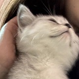 么么西西的头像