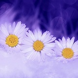 星星雨点的头像