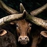 乐乐和茹茹的头像