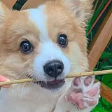 心悦灵犀的头像