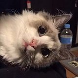 KimmyLee的头像