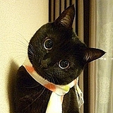 猫川的头像