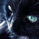 BLACKCAT_YY的头像