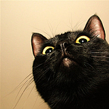 Magic狩猎者的头像