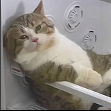 喵MIAO声的头像