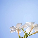 guxinqiao503的头像