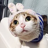 一只SUZY的头像