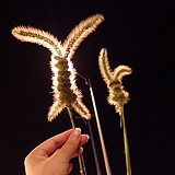 小小碧的头像