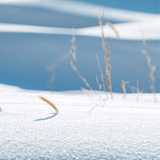洒兰雪的头像